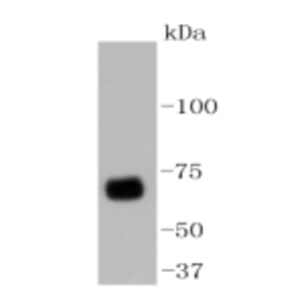 Anti-YAP Antibody from Bioworld Technology (BS9920M) - Antibodies.com