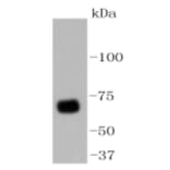 Anti-YAP Antibody from Bioworld Technology (BS9920M) - Antibodies.com