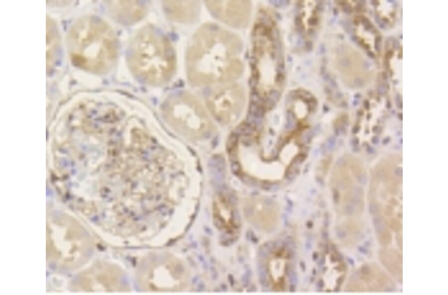 Anti-YAP Antibody from Bioworld Technology (BS9920M) - Antibodies.com