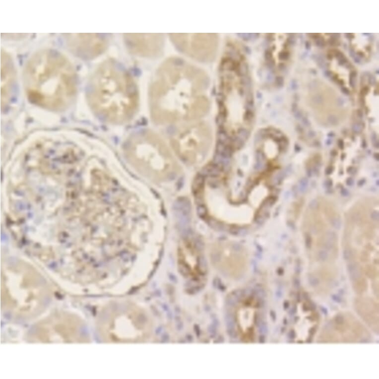 Anti-YAP Antibody from Bioworld Technology (BS9920M) - Antibodies.com