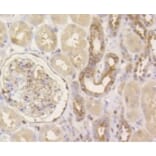 Anti-YAP Antibody from Bioworld Technology (BS9920M) - Antibodies.com