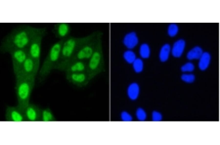 Anti-YAP Antibody from Bioworld Technology (BS9920M) - Antibodies.com