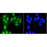 Anti-YAP Antibody from Bioworld Technology (BS9920M) - Antibodies.com