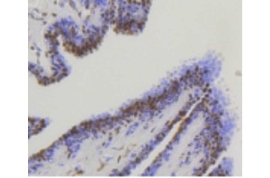 Anti-YAP Antibody from Bioworld Technology (BS9920M) - Antibodies.com