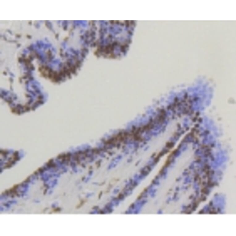 Anti-YAP Antibody from Bioworld Technology (BS9920M) - Antibodies.com