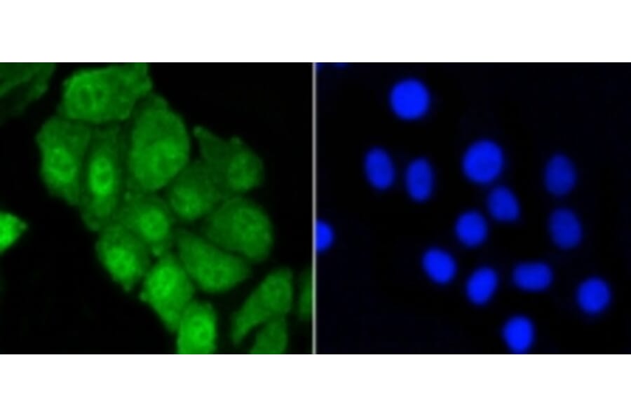Anti-YAP Antibody from Bioworld Technology (BS9920M) - Antibodies.com