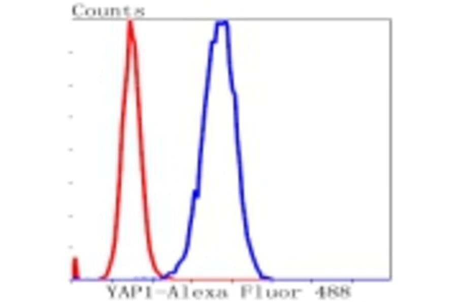Anti-YAP Antibody from Bioworld Technology (BS9920M) - Antibodies.com
