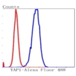 Anti-YAP Antibody from Bioworld Technology (BS9920M) - Antibodies.com