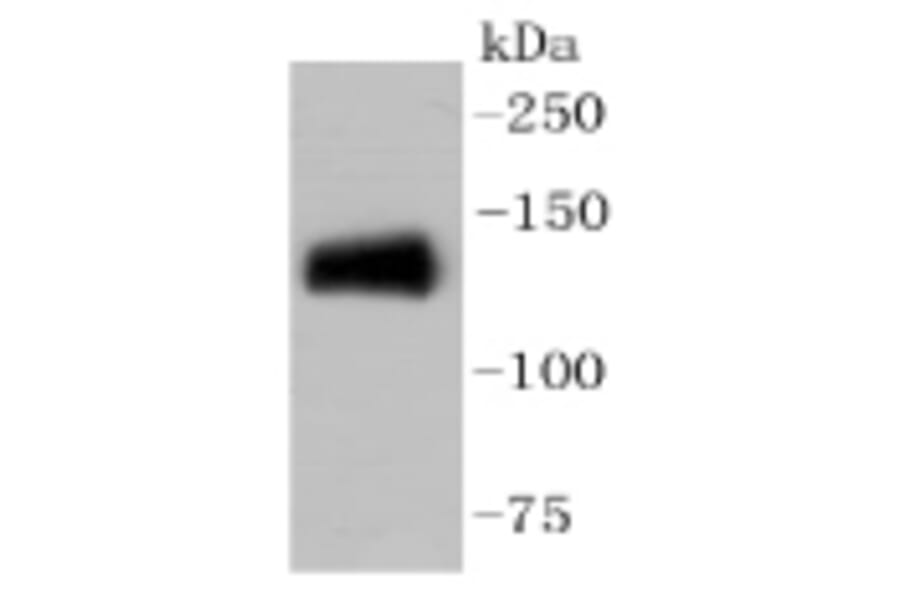 Anti-CD31/PECAM-1 Antibody from Bioworld Technology (BS9921M) - Antibodies.com