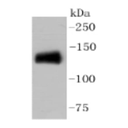 Anti-CD31/PECAM-1 Antibody from Bioworld Technology (BS9921M) - Antibodies.com