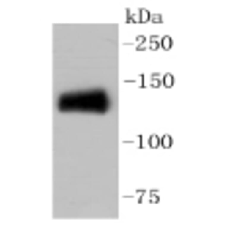 Anti-CD31/PECAM-1 Antibody from Bioworld Technology (BS9921M) - Antibodies.com