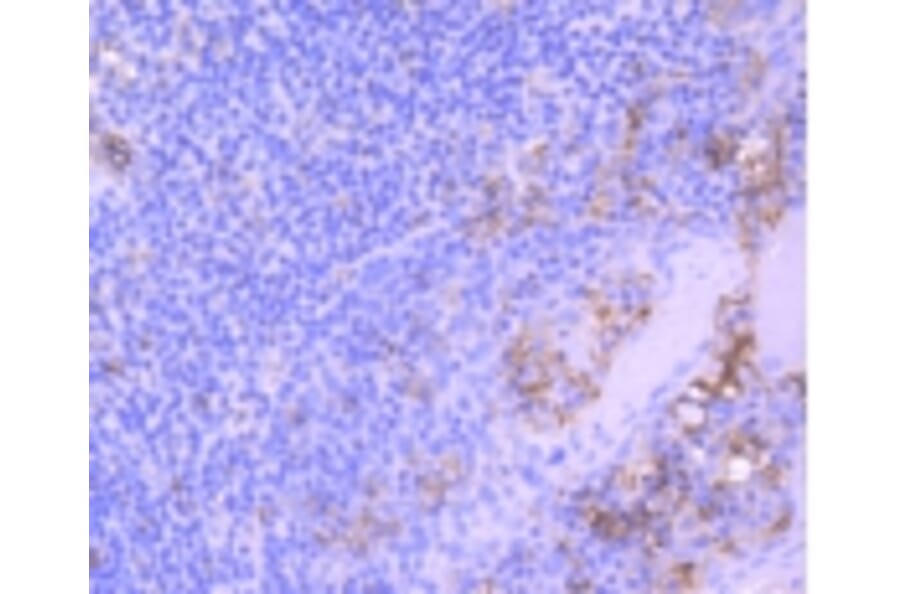 Anti-CD31/PECAM-1 Antibody from Bioworld Technology (BS9921M) - Antibodies.com