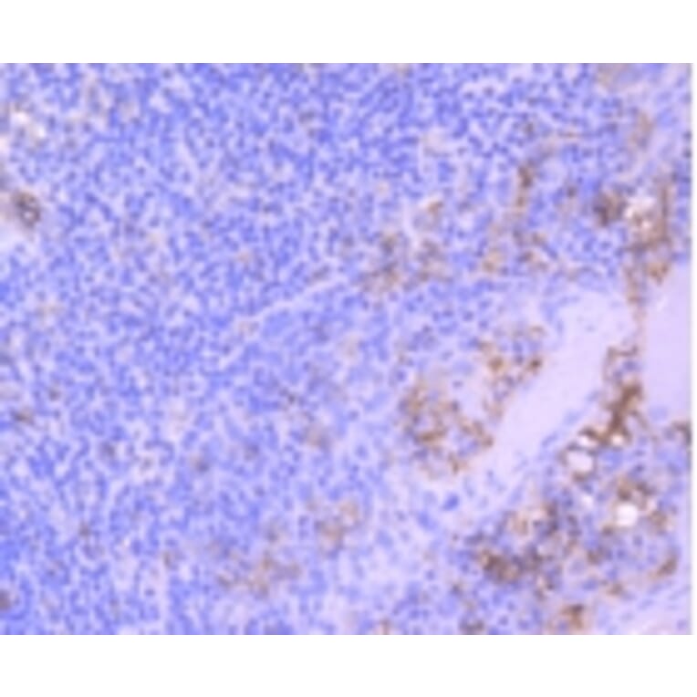 Anti-CD31/PECAM-1 Antibody from Bioworld Technology (BS9921M) - Antibodies.com