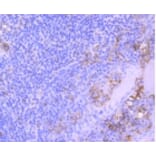 Anti-CD31/PECAM-1 Antibody from Bioworld Technology (BS9921M) - Antibodies.com