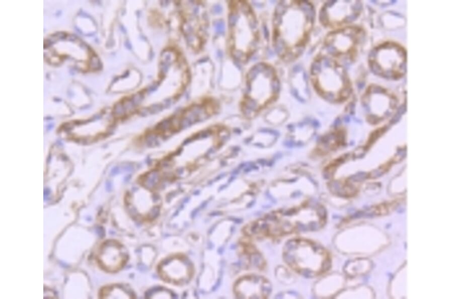 Anti-CD31/PECAM-1 Antibody from Bioworld Technology (BS9921M) - Antibodies.com