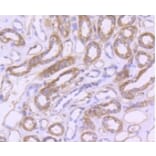 Anti-CD31/PECAM-1 Antibody from Bioworld Technology (BS9921M) - Antibodies.com