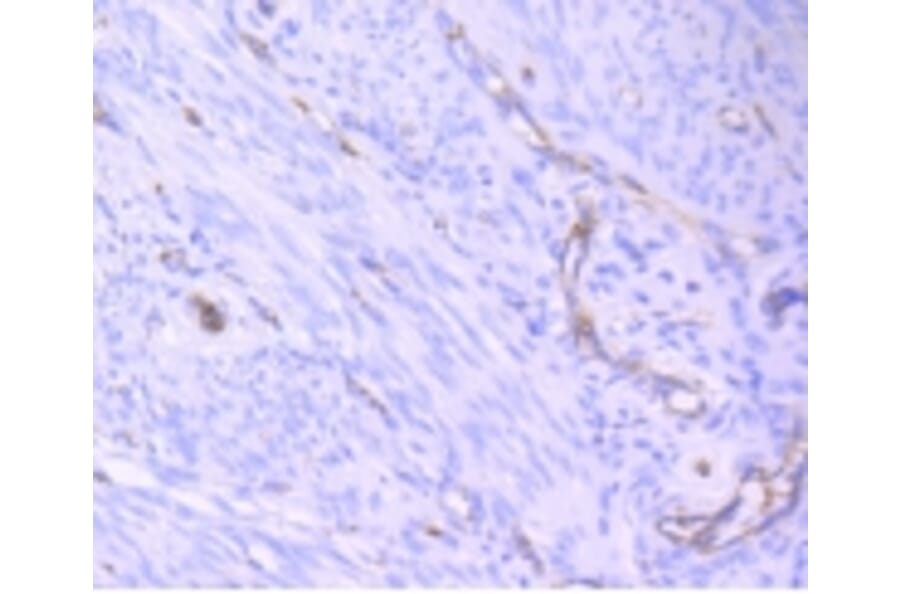 Anti-CD31/PECAM-1 Antibody from Bioworld Technology (BS9921M) - Antibodies.com