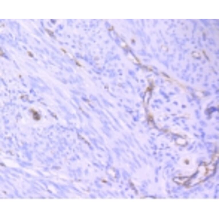 Anti-CD31/PECAM-1 Antibody from Bioworld Technology (BS9921M) - Antibodies.com