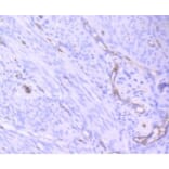 Anti-CD31/PECAM-1 Antibody from Bioworld Technology (BS9921M) - Antibodies.com