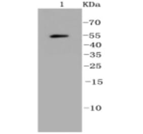 Anti-Ubiquitin Antibody from Bioworld Technology (BS9922M) - Antibodies.com