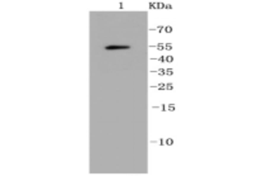 Anti-Ubiquitin Antibody from Bioworld Technology (BS9922M) - Antibodies.com