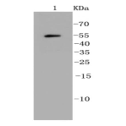 Anti-Ubiquitin Antibody from Bioworld Technology (BS9922M) - Antibodies.com