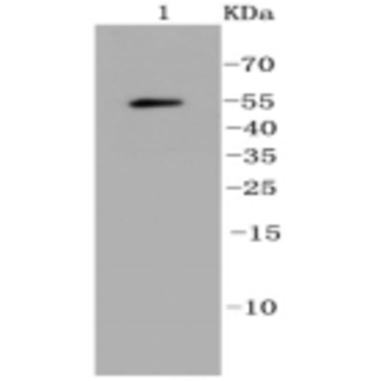 Anti-Ubiquitin Antibody from Bioworld Technology (BS9922M) - Antibodies.com