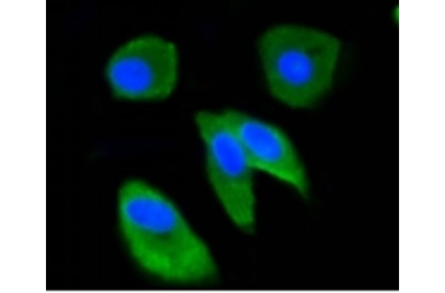 Anti-Ubiquitin Antibody from Bioworld Technology (BS9922M) - Antibodies.com