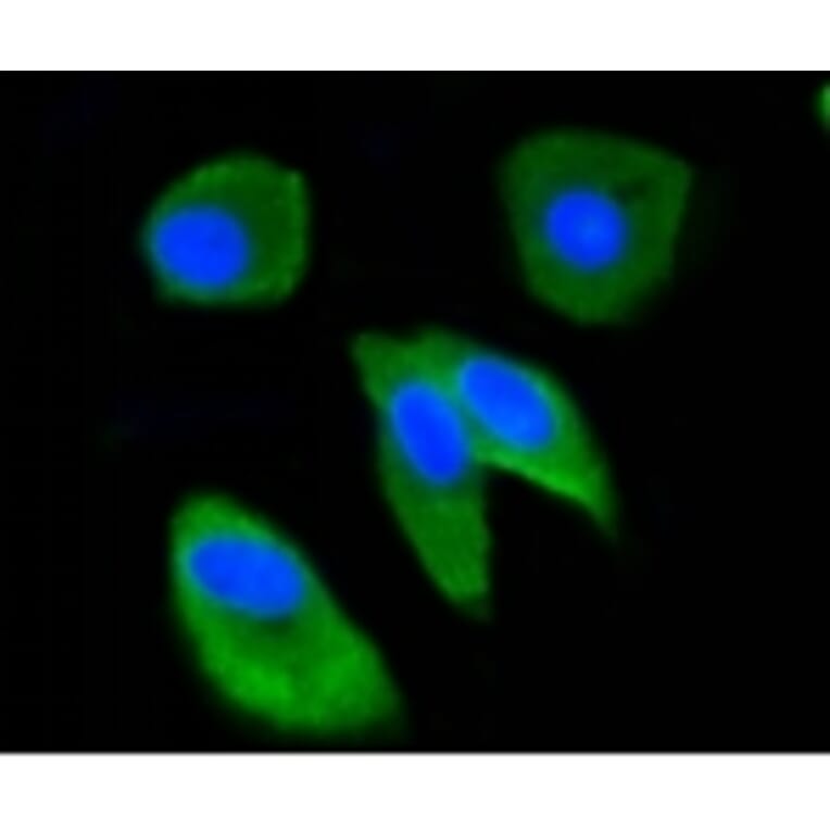 Anti-Ubiquitin Antibody from Bioworld Technology (BS9922M) - Antibodies.com