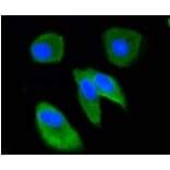 Anti-Ubiquitin Antibody from Bioworld Technology (BS9922M) - Antibodies.com