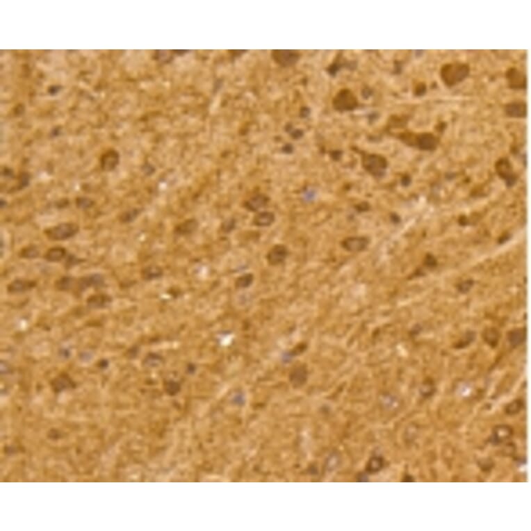 Anti-Ubiquitin Antibody from Bioworld Technology (BS9922M) - Antibodies.com