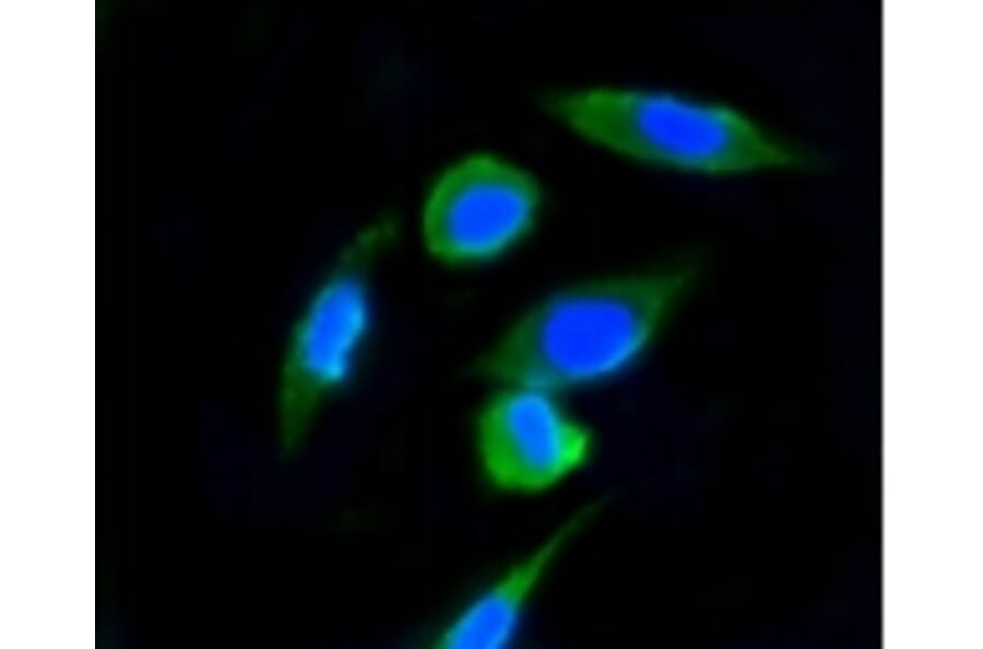 Anti-Ubiquitin Antibody from Bioworld Technology (BS9922M) - Antibodies.com