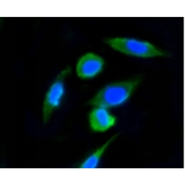 Anti-Ubiquitin Antibody from Bioworld Technology (BS9922M) - Antibodies.com