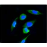 Anti-Ubiquitin Antibody from Bioworld Technology (BS9922M) - Antibodies.com