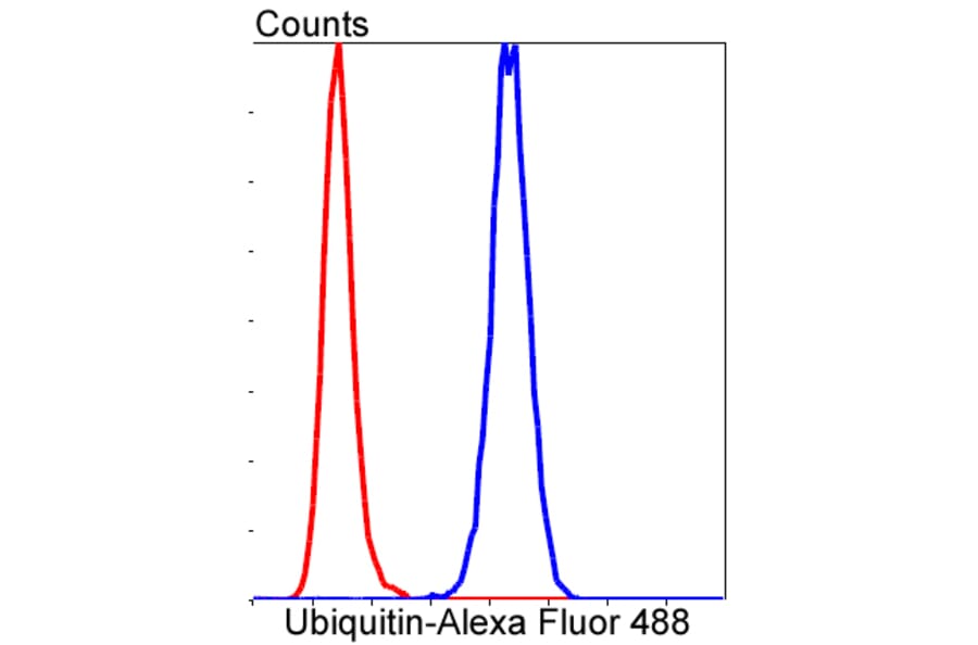 Anti-Ubiquitin Antibody from Bioworld Technology (BS9922M) - Antibodies.com