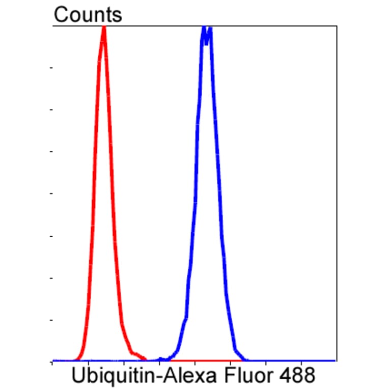 Anti-Ubiquitin Antibody from Bioworld Technology (BS9922M) - Antibodies.com