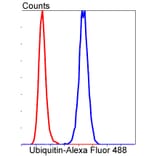 Anti-Ubiquitin Antibody from Bioworld Technology (BS9922M) - Antibodies.com