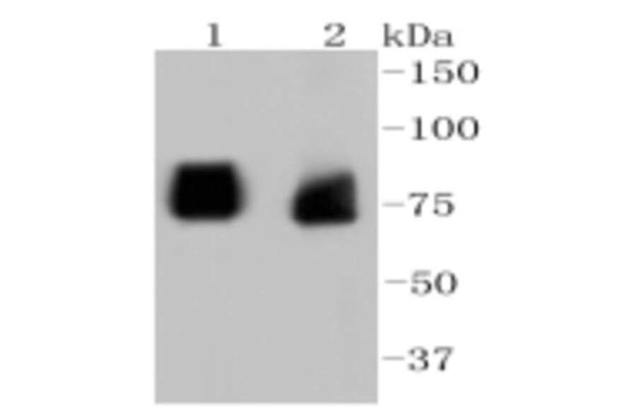Anti-ASH2L Antibody from Bioworld Technology (BS9923M) - Antibodies.com