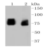 Anti-ASH2L Antibody from Bioworld Technology (BS9923M) - Antibodies.com