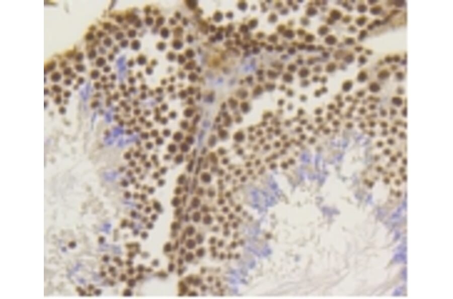 Anti-ASH2L Antibody from Bioworld Technology (BS9923M) - Antibodies.com