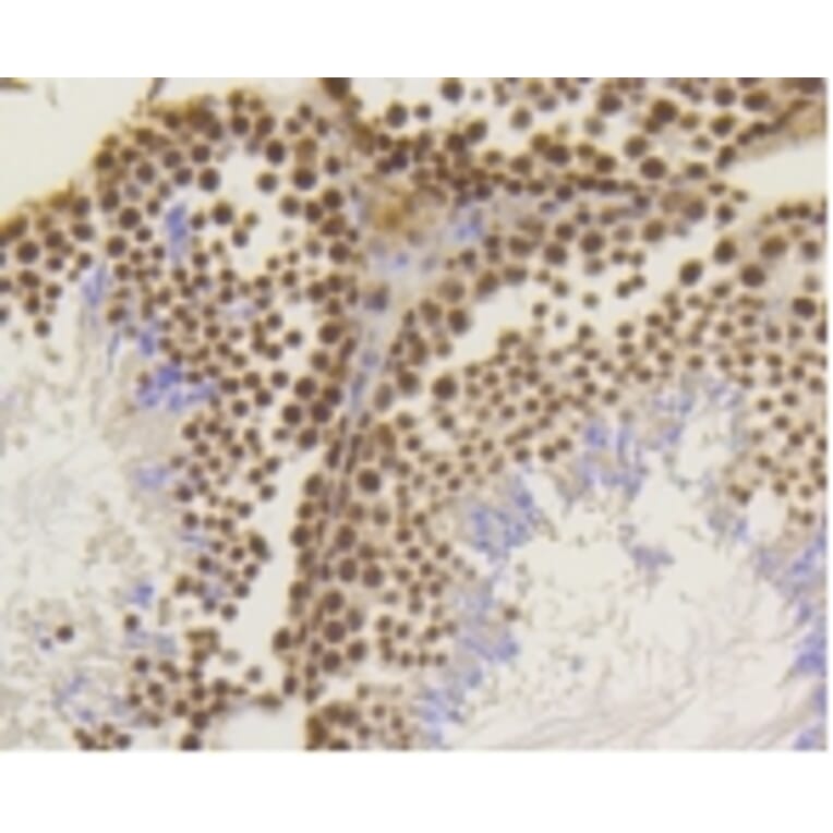 Anti-ASH2L Antibody from Bioworld Technology (BS9923M) - Antibodies.com