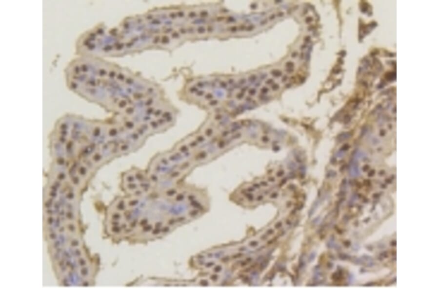 Anti-ASH2L Antibody from Bioworld Technology (BS9923M) - Antibodies.com