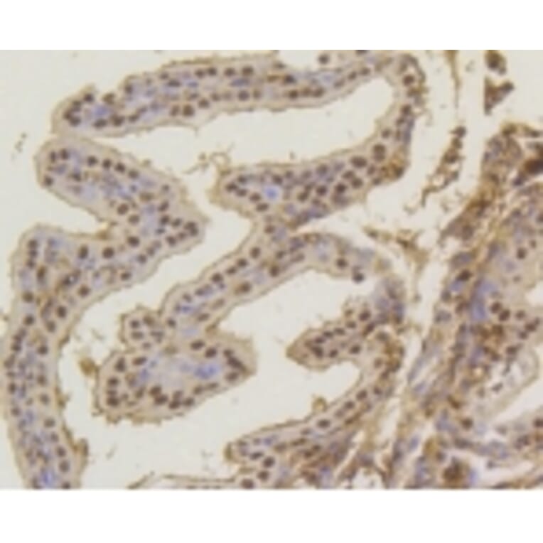 Anti-ASH2L Antibody from Bioworld Technology (BS9923M) - Antibodies.com