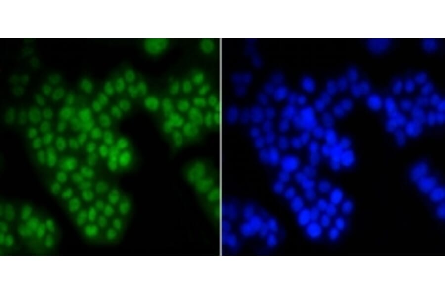 Anti-ASH2L Antibody from Bioworld Technology (BS9923M) - Antibodies.com