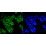 Anti-ASH2L Antibody from Bioworld Technology (BS9923M) - Antibodies.com