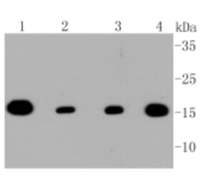 Anti-TOMM20 Antibody from Bioworld Technology (BS9924M) - Antibodies.com
