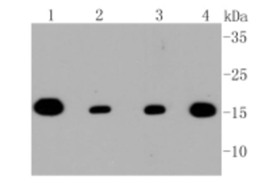 Anti-TOMM20 Antibody from Bioworld Technology (BS9924M) - Antibodies.com