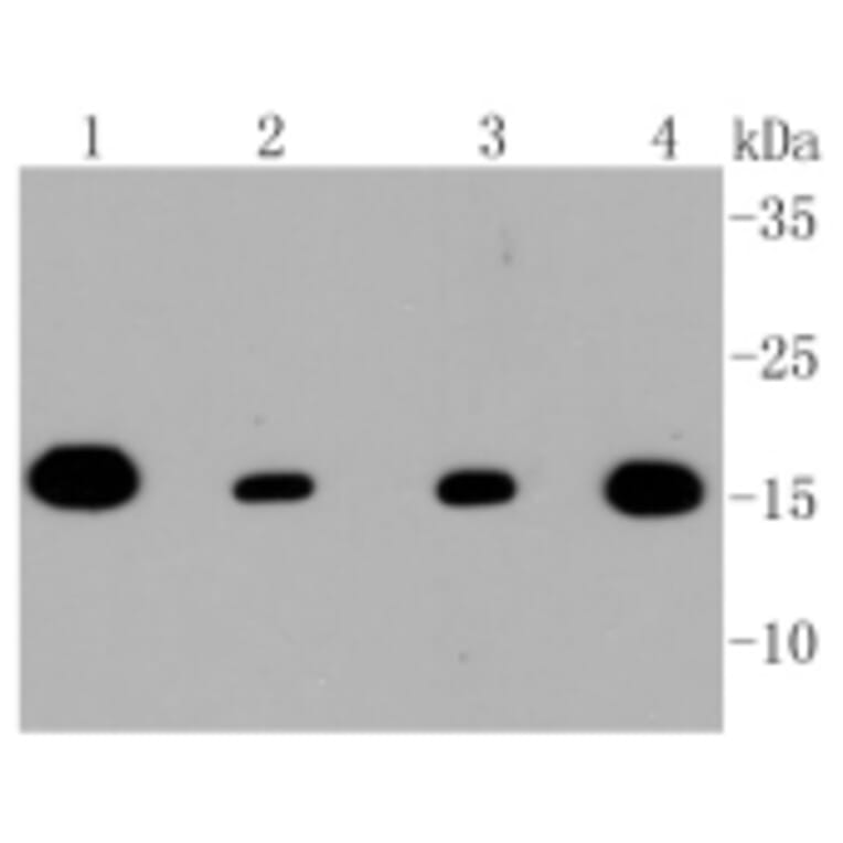 Anti-TOMM20 Antibody from Bioworld Technology (BS9924M) - Antibodies.com