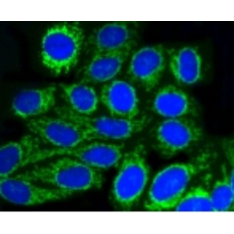 Anti-TOMM20 Antibody from Bioworld Technology (BS9924M) - Antibodies.com