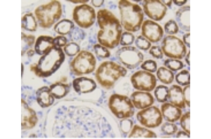 Anti-TOMM20 Antibody from Bioworld Technology (BS9924M) - Antibodies.com